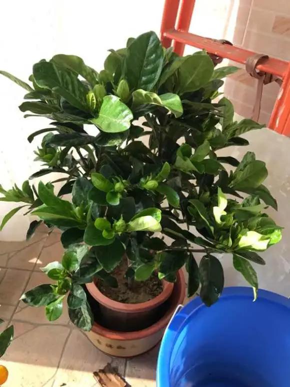 花儿买回来就掉花苞、枯萎，4点做好，养一盆活一盆！