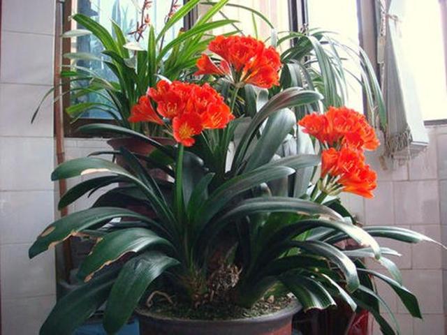 给君子兰加点营养,长出大白根开花呼呼旺,开花也多了 给君子兰加点营养,长出大白根开花呼呼旺,开花也多了