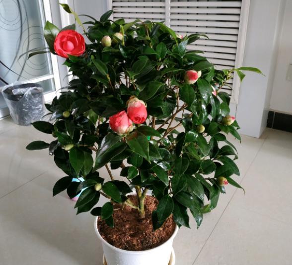 茶花花期怎么养?“4步”做下来,花苞不脱落,快速张开,开爆盆 茶花花期怎么养?“4步”做下来,花苞不脱落,快速张开,开爆盆