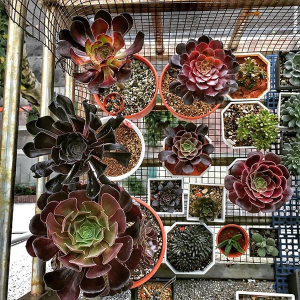 家里养的多肉太多了,做盆景的话,没有一盆黑法师真遗憾 家里养的多肉太多了,做盆景的话,没有一盆黑法师真遗憾