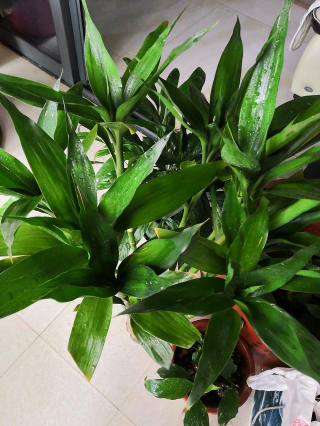 水养富贵竹总“黄叶”?避开5个“小忌讳”,养多久都绿油油 水养富贵竹总“黄叶”?避开5个“小忌讳”,养多久都绿油油