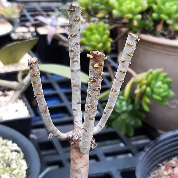 家里养的多肉太多了,做盆景的话,没有一盆黑法师真遗憾 家里养的多肉太多了,做盆景的话,没有一盆黑法师真遗憾