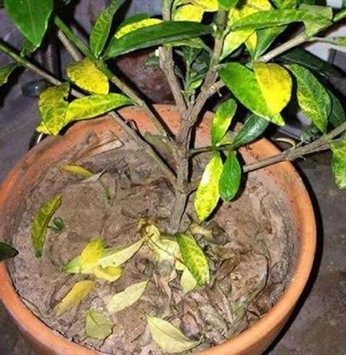 土壤板结原因多,逐个分析全解决,硬土壤变成营养土 土壤板结原因多,逐个分析全解决,硬土壤变成营养土