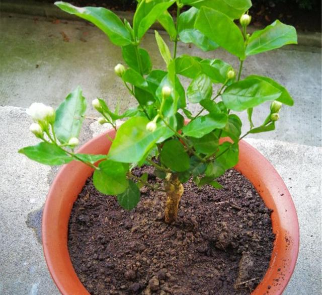 茉莉冬天落叶不用担心，早春给它做好这几点，植株长得更茂盛