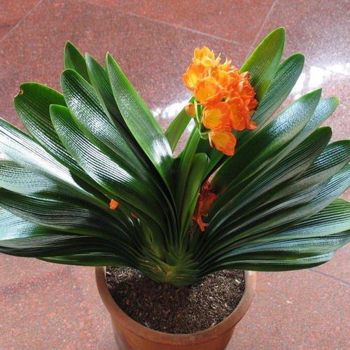 给君子兰加点营养,长出大白根开花呼呼旺,开花也多了 给君子兰加点营养,长出大白根开花呼呼旺,开花也多了