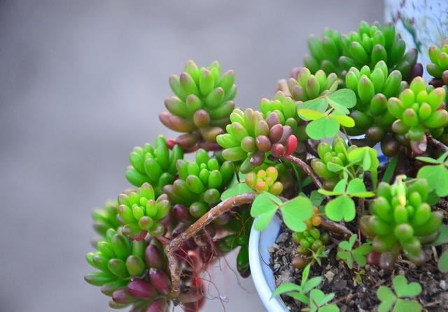 这多肉很神奇会变色，看着不起眼却值得入手，名叫虹之玉