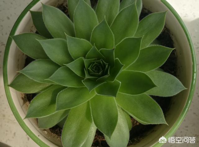 观音莲颜色由嫩绿变成灰绿,怎么了? 观音莲颜色由嫩绿变成灰绿,怎么了?