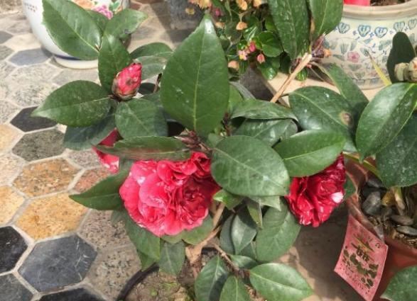 茶花花期怎么养?“4步”做下来,花苞不脱落,快速张开,开爆盆 茶花花期怎么养?“4步”做下来,花苞不脱落,快速张开,开爆盆