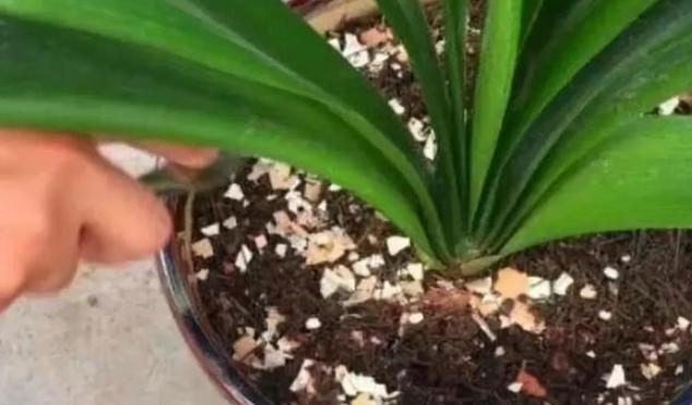 养殖花草如何预防烂根、虫害?往土里掺上它们,植物越长越旺 养殖花草如何预防烂根、虫害?往土里掺上它们,植物越长越旺