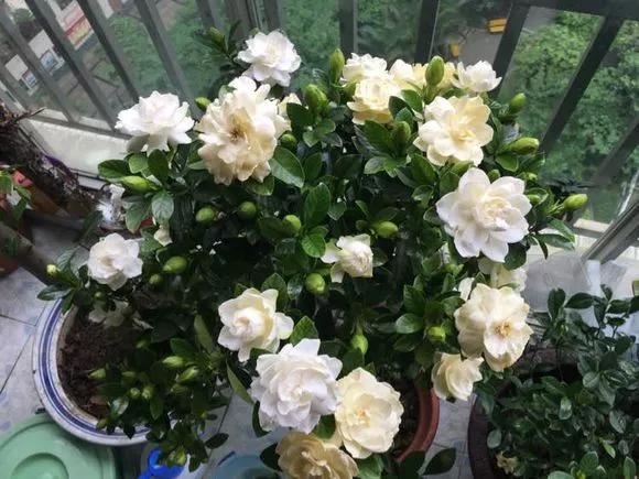 花儿买回来就掉花苞、枯萎，4点做好，养一盆活一盆！