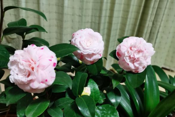 茶花花期怎么养?“4步”做下来,花苞不脱落,快速张开,开爆盆 茶花花期怎么养?“4步”做下来,花苞不脱落,快速张开,开爆盆