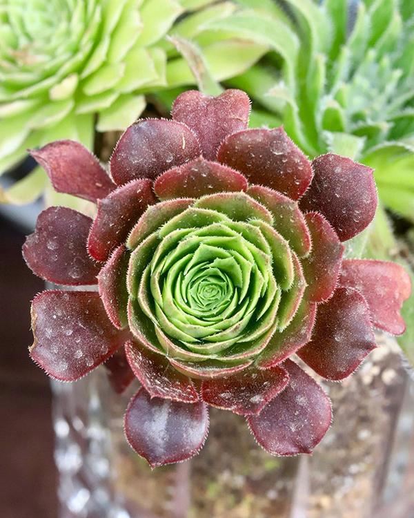 家里养的多肉太多了,做盆景的话,没有一盆黑法师真遗憾 家里养的多肉太多了,做盆景的话,没有一盆黑法师真遗憾