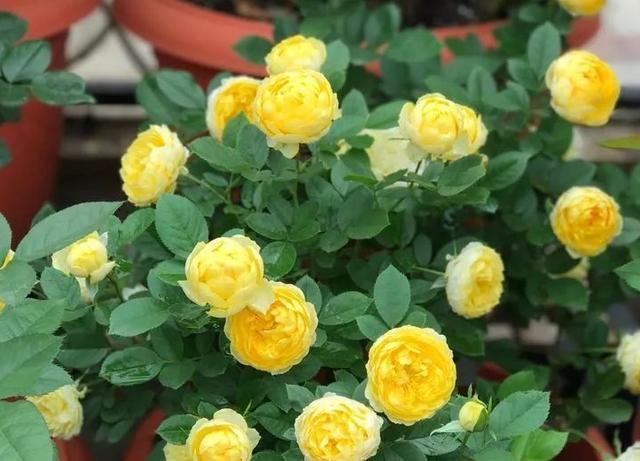 如何打理月季多开花?从4方面下手,花朵量多、个大、色艳 如何打理月季多开花?从4方面下手,花朵量多、个大、色艳