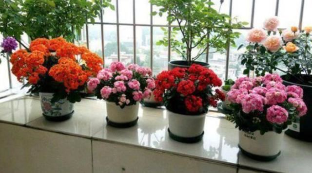 长寿花长幼芽、下崽子怎么办？掌握3 个关键，秋天家里变花海