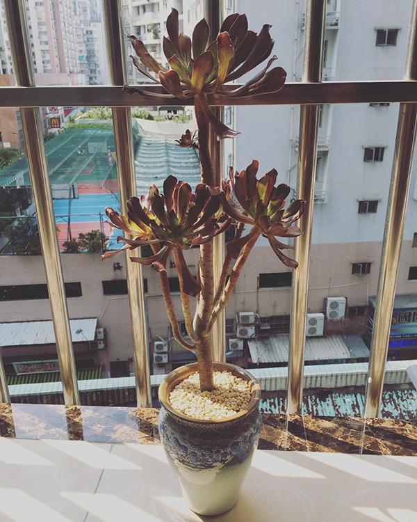 家里养的多肉太多了,做盆景的话,没有一盆黑法师真遗憾 家里养的多肉太多了,做盆景的话,没有一盆黑法师真遗憾