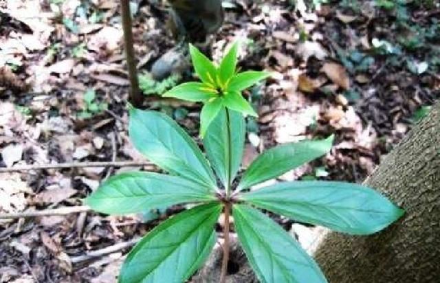 长在竹林里的“1野草”,看到别拔掉,很珍贵,好几百1斤 长在竹林里的“1野草”,看到别拔掉,很珍贵,好几百1斤