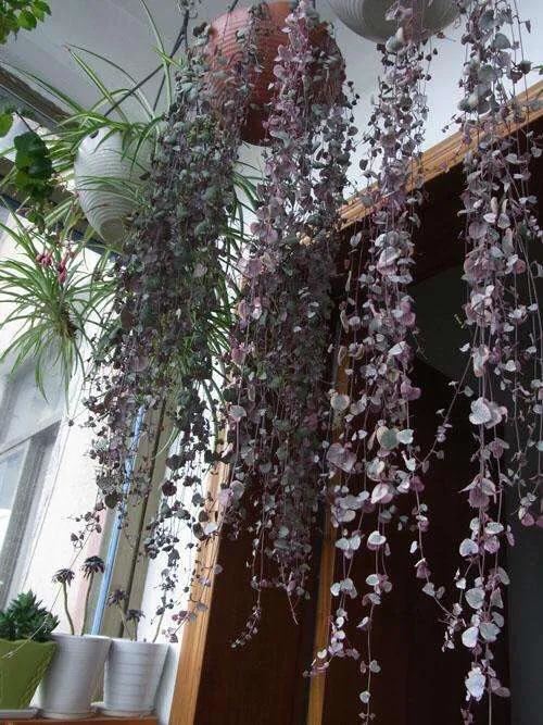 3种多肉植物,放于窗边养护或挂于空中,都容易长成绿珠帘 3种多肉植物,放于窗边养护或挂于空中,都容易长成绿珠帘