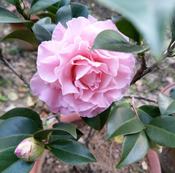 茶花花期怎么养?“4步”做下来,花苞不脱落,快速张开,开爆盆 茶花花期怎么养?“4步”做下来,花苞不脱落,快速张开,开爆盆