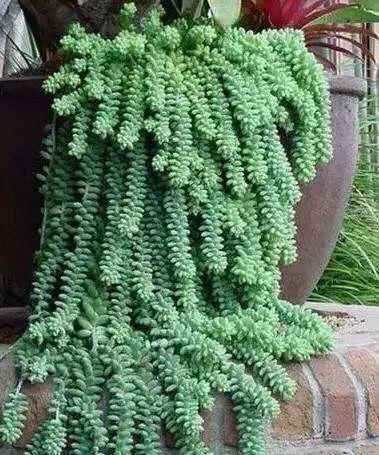 3种多肉植物,放于窗边养护或挂于空中,都容易长成绿珠帘 3种多肉植物,放于窗边养护或挂于空中,都容易长成绿珠帘