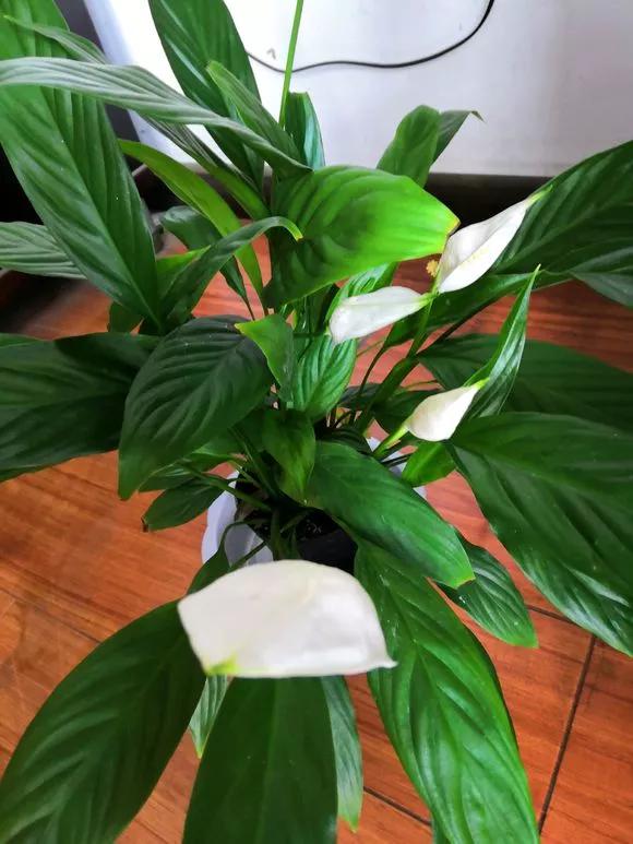 花儿买回来就掉花苞、枯萎，4点做好，养一盆活一盆！