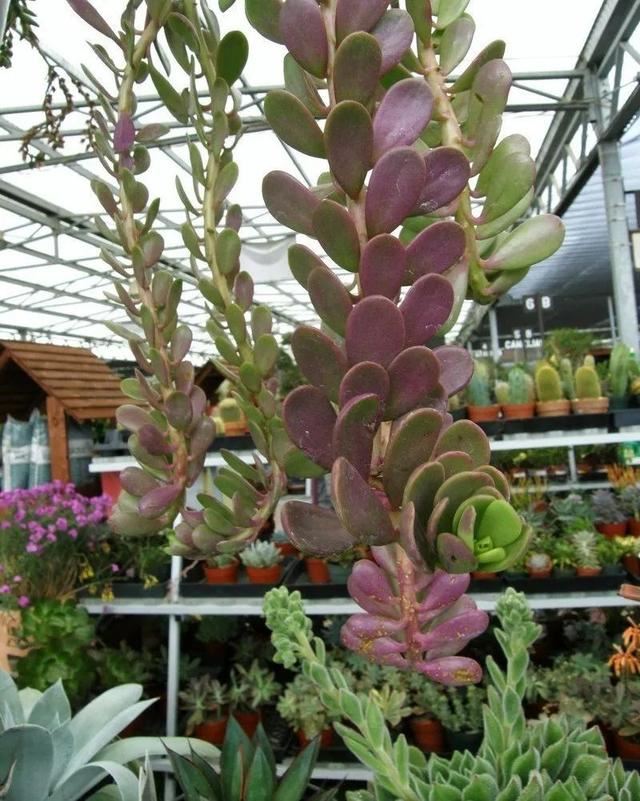 适合养成窗台吊盆的7种多肉植物,给散射光就能生长 适合养成窗台吊盆的7种多肉植物,给散射光就能生长