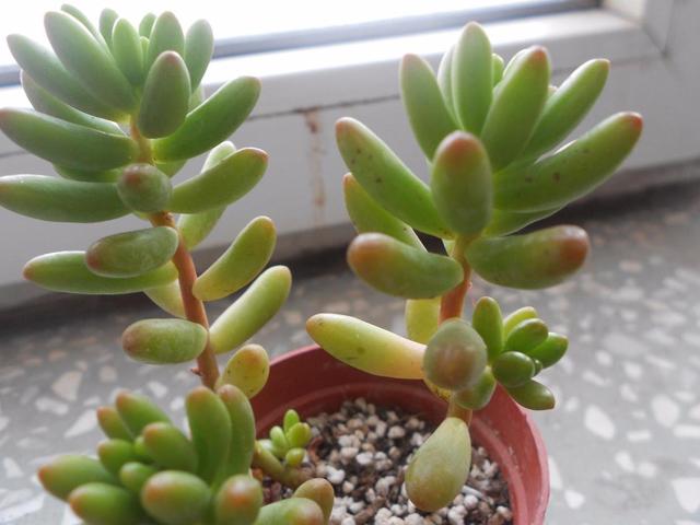 这多肉很神奇会变色，看着不起眼却值得入手，名叫虹之玉