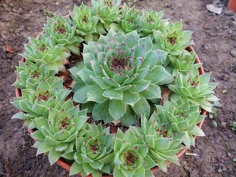 喜欢养多肉就选此5种,阳台盆栽轻松"溢出来",好看又好养 喜欢养多肉就选此5种,阳台盆栽轻松"溢出来",好看又好养