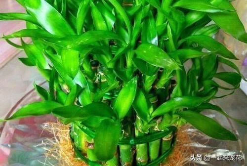 过期的酸奶别浪费，用来养花，效果不比花肥差，谁用谁知道