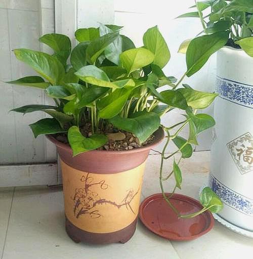 春季养花施肥有4个“坑”不能踩,不然发挥不了肥效,还把花养死 春季养花施肥有4个“坑”不能踩,不然发挥不了肥效,还把花养死