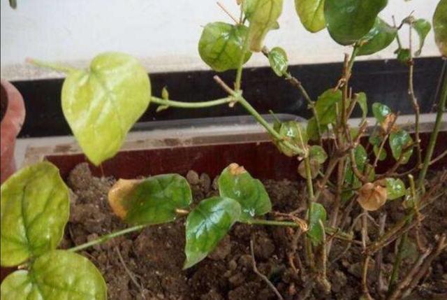 茉莉冬天落叶不用担心，早春给它做好这几点，植株长得更茂盛
