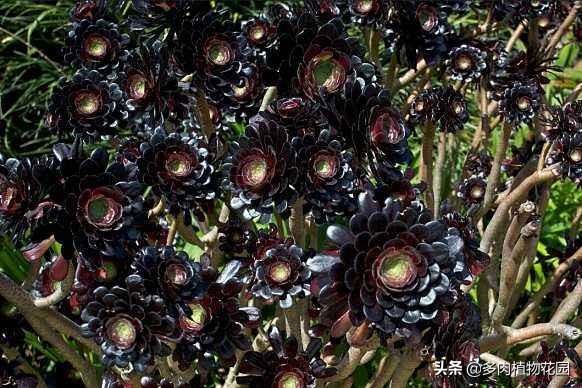 黑法师春季要这样养，不愁养不好