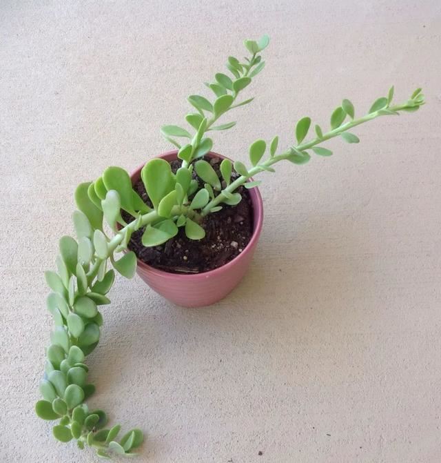 适合养成窗台吊盆的7种多肉植物,给散射光就能生长 适合养成窗台吊盆的7种多肉植物,给散射光就能生长