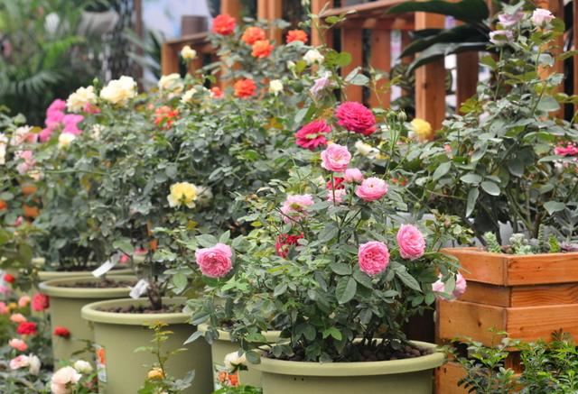 如何打理月季多开花?从4方面下手,花朵量多、个大、色艳 如何打理月季多开花?从4方面下手,花朵量多、个大、色艳