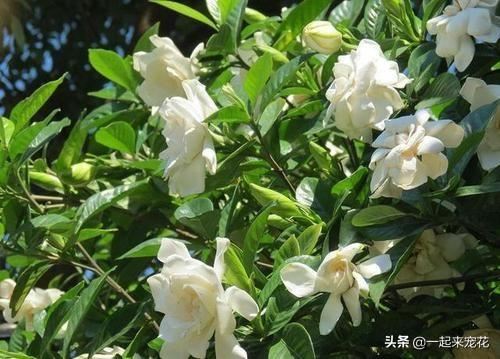 栀子花就是个醋坛子，7天喝一次白醋，花疯长爆满盆