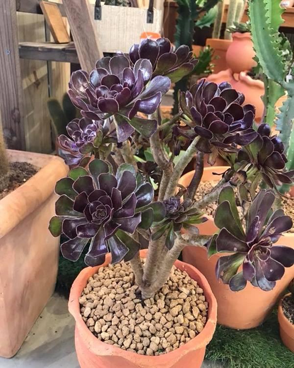 家里养的多肉太多了,做盆景的话,没有一盆黑法师真遗憾 家里养的多肉太多了,做盆景的话,没有一盆黑法师真遗憾