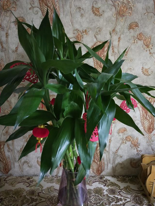 水养富贵竹总“黄叶”?避开5个“小忌讳”,养多久都绿油油 水养富贵竹总“黄叶”?避开5个“小忌讳”,养多久都绿油油