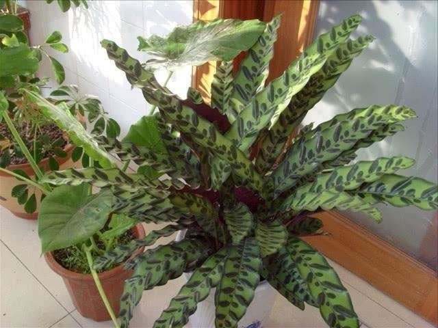 孔雀竹芋换盆并不难，做好这几方面，就能让植株快速服盆，长势旺