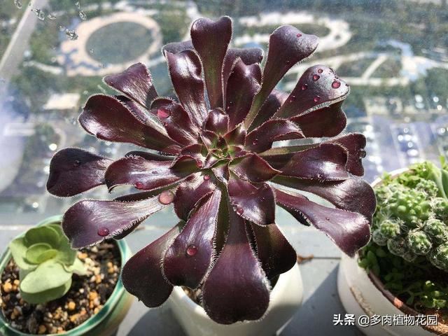 黑法师春季要这样养，不愁养不好