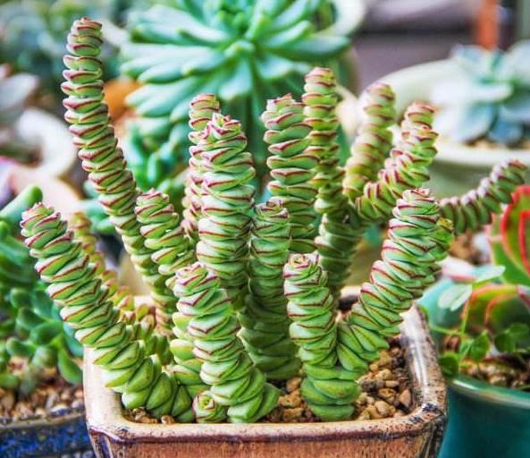 喜欢养多肉就选此5种,阳台盆栽轻松"溢出来",好看又好养 喜欢养多肉就选此5种,阳台盆栽轻松"溢出来",好看又好养