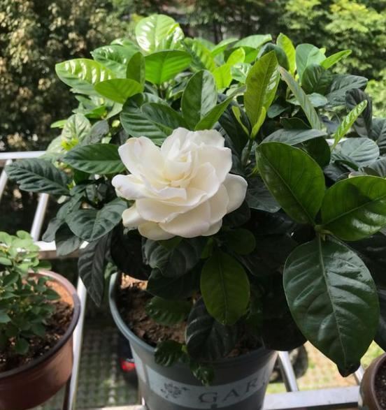 室内盆栽栀子花,教你个最佳方法,5步学到手,年年开花不是事 室内盆栽栀子花,教你个最佳方法,5步学到手,年年开花不是事