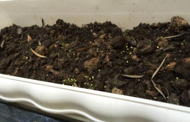 养殖花草如何预防烂根、虫害?往土里掺上它们,植物越长越旺 养殖花草如何预防烂根、虫害?往土里掺上它们,植物越长越旺