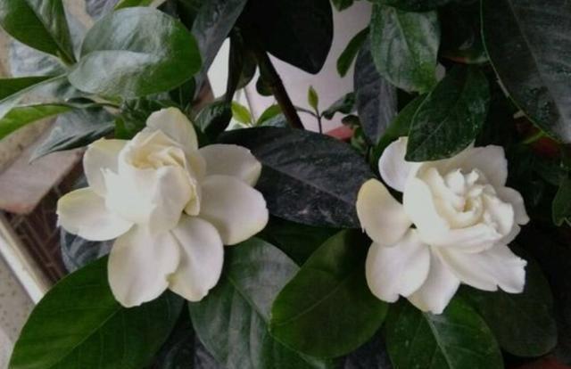 室内盆栽栀子花,教你个最佳方法,5步学到手,年年开花不是事 室内盆栽栀子花,教你个最佳方法,5步学到手,年年开花不是事