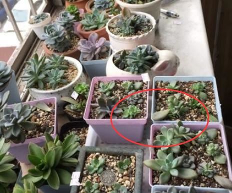 如何管理姬胧月?盆栽多注意4点,叶片轻易染上"女儿红" 如何管理姬胧月?盆栽多注意4点,叶片轻易染上"女儿红"