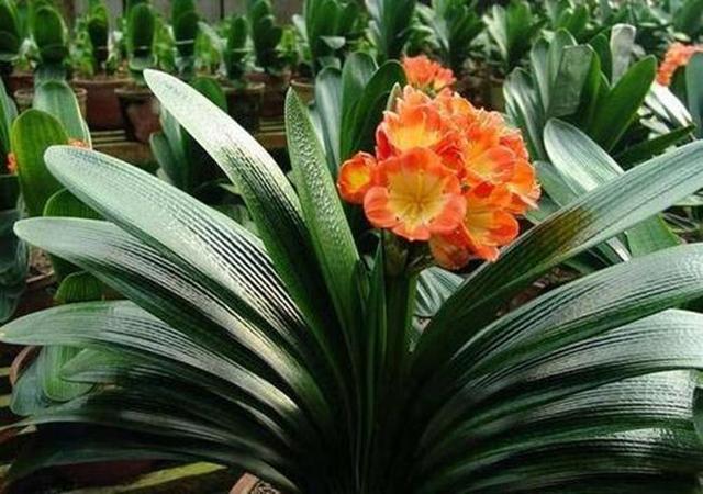 给君子兰加点营养,长出大白根开花呼呼旺,开花也多了 给君子兰加点营养,长出大白根开花呼呼旺,开花也多了