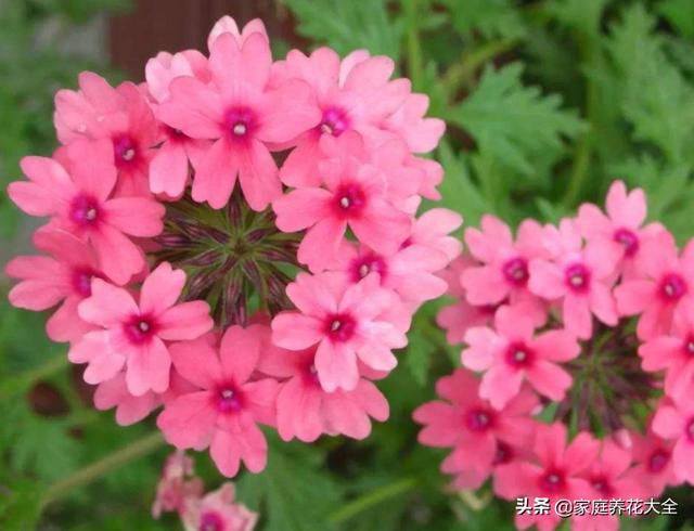 新手养护美女樱，4点要看看，花开满满真好看