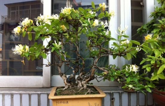 盆栽金银花,养护注意“3件事”,枝干粗壮侧芽多,年年开花爆盆 盆栽金银花,养护注意“3件事”,枝干粗壮侧芽多,年年开花爆盆