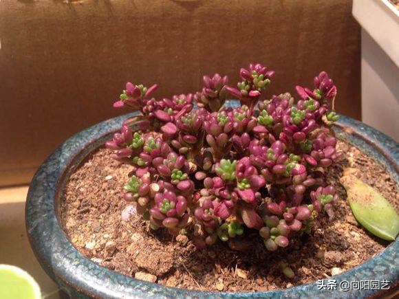 紫米粒“最好养”,新手也能养活,皮实易爆盆,2个月长满花盆 紫米粒“最好养”,新手也能养活,皮实易爆盆,2个月长满花盆