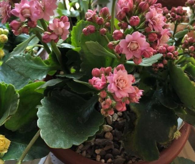 长寿花长幼芽、下崽子怎么办？掌握3 个关键，秋天家里变花海