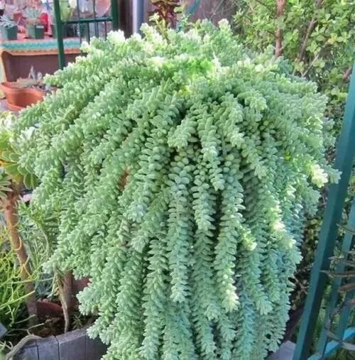 3种多肉植物,放于窗边养护或挂于空中,都容易长成绿珠帘 3种多肉植物,放于窗边养护或挂于空中,都容易长成绿珠帘