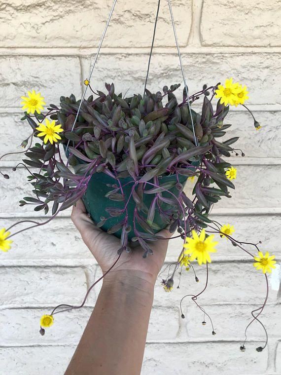 适合养成窗台吊盆的7种多肉植物,给散射光就能生长 适合养成窗台吊盆的7种多肉植物,给散射光就能生长